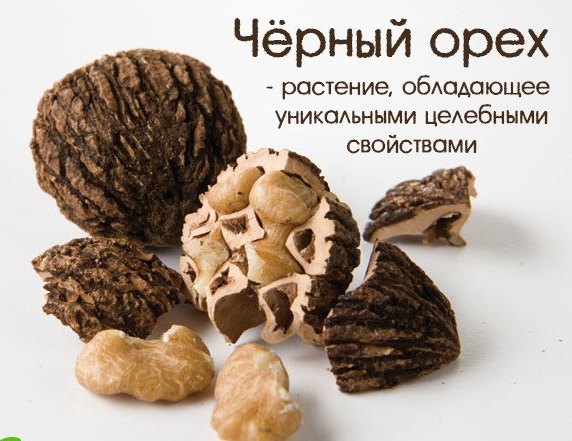 Черный орех- растение которое обладает уникальными целебными свойствами