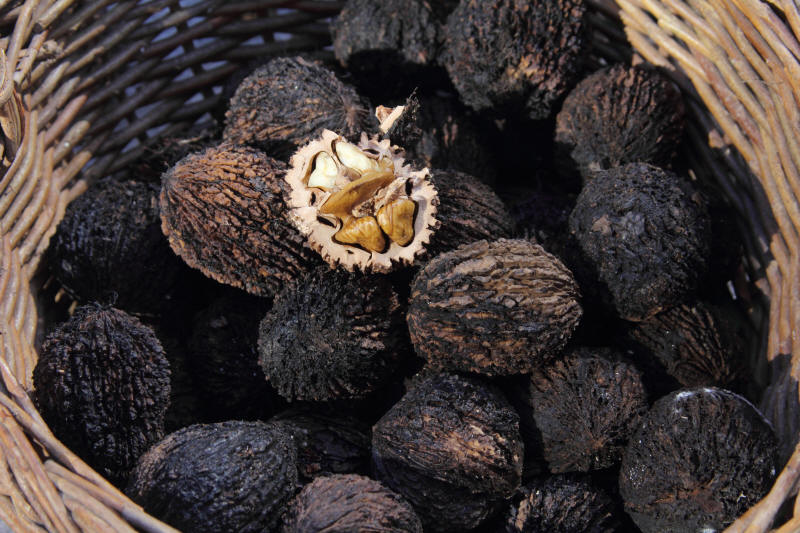 Плоды черного ореха